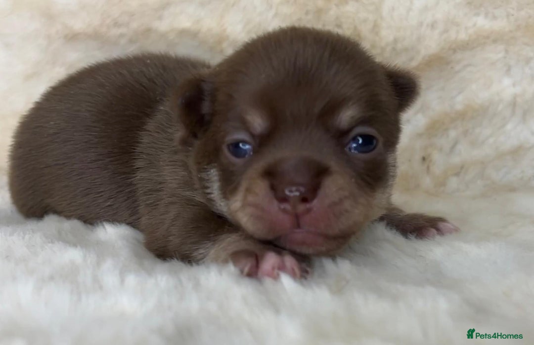 Chihuahua dogs for sale: Chihuahua 2 boys. Chocolate and black  - Image 7