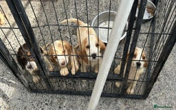 Cocker Spaniel dogs for sale: Cocker spaniel Boys - Image 6