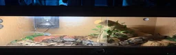 Python Snake reptiles for sale: Royal Python  - Advert 2