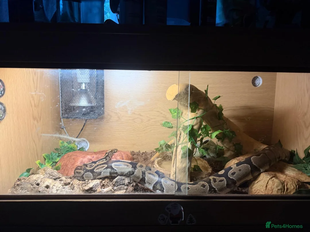 Python Snake reptiles for sale: Royal Python  - Advert 2