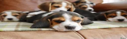 Beagle dogs for sale: Quality Health Tested Beagle Puppies - Advert 13