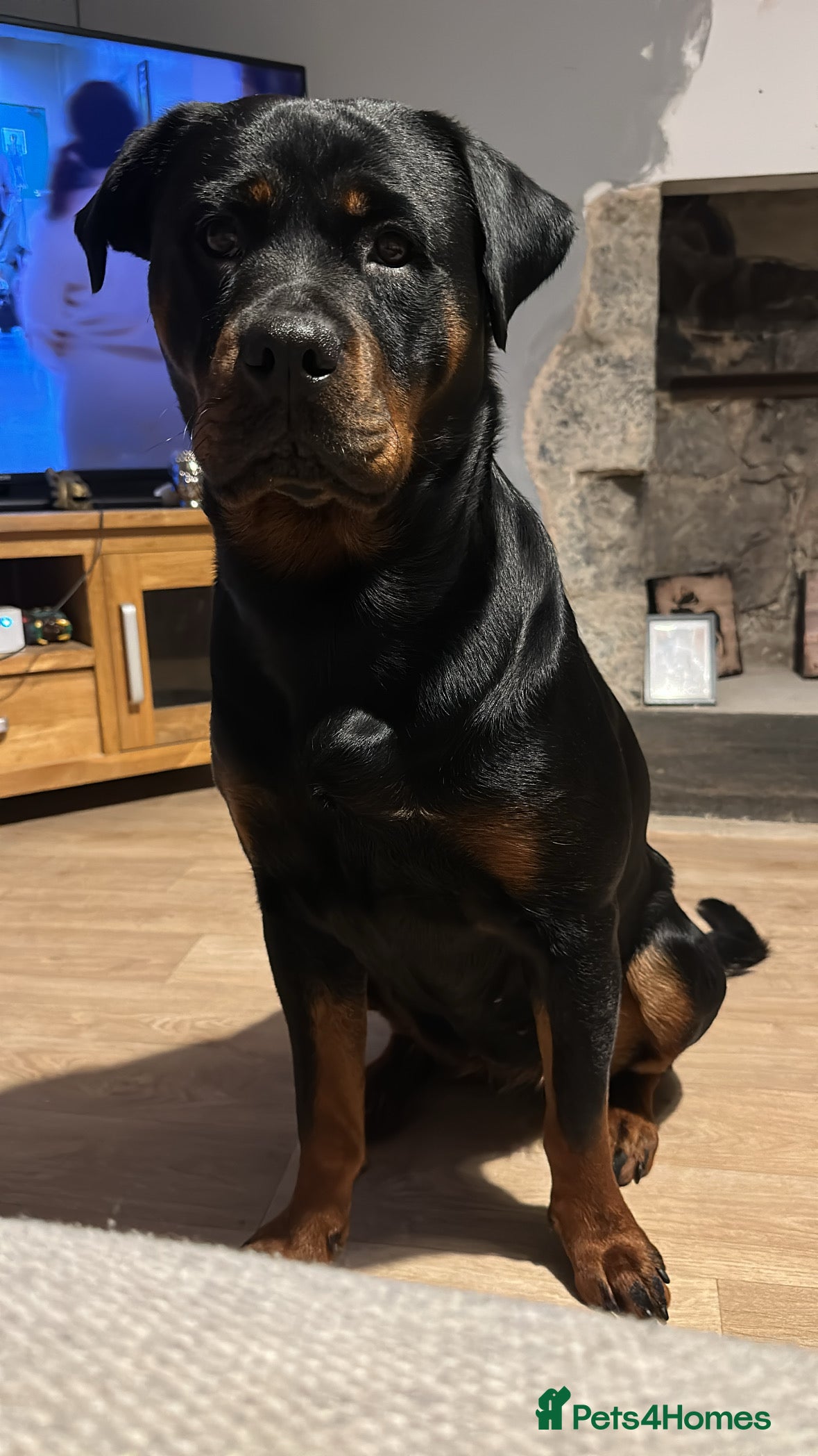 Rottweiler dogs 1 year old Rottweiler girl - Advert 10