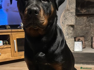 Rottweiler dogs 1 year old Rottweiler girl - Advert 2