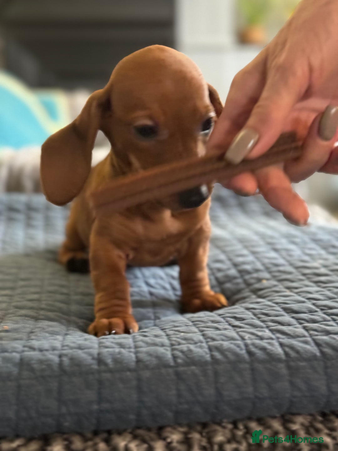 Miniature Dachshund dogs for sale: Mini dachshund’s beautiful, girls and boys  - Advert 4