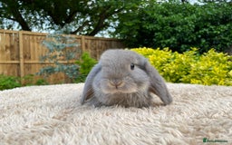 Mini Lop rabbits for sale: Baby Mini Lops For Sale - Image 11