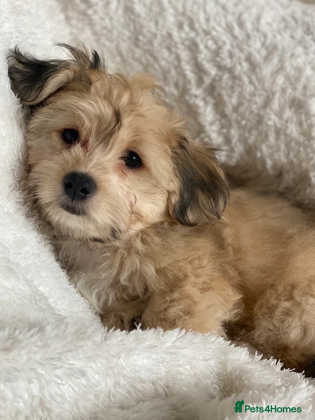 Mixed Breed dogs for sale: Ready to go! Unique mix - Maltese x JackChi Pups - Advert 28