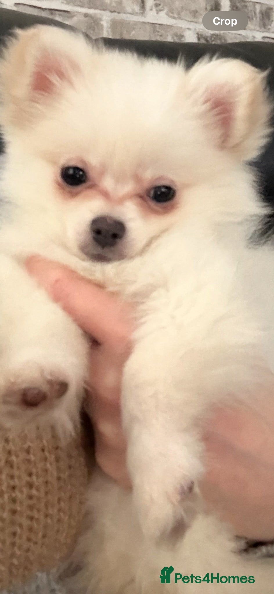 Pomeranian dogs Kc reg Pomeranian  - Advert 8