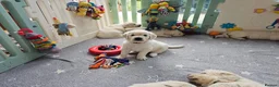 Golden Retriever dogs for sale: Outstanding Kc registered Golden Retriever puppies - Advert 5