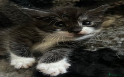 Mixed Breed cats for sale: 3 beautiful kittens for sale - Image 8