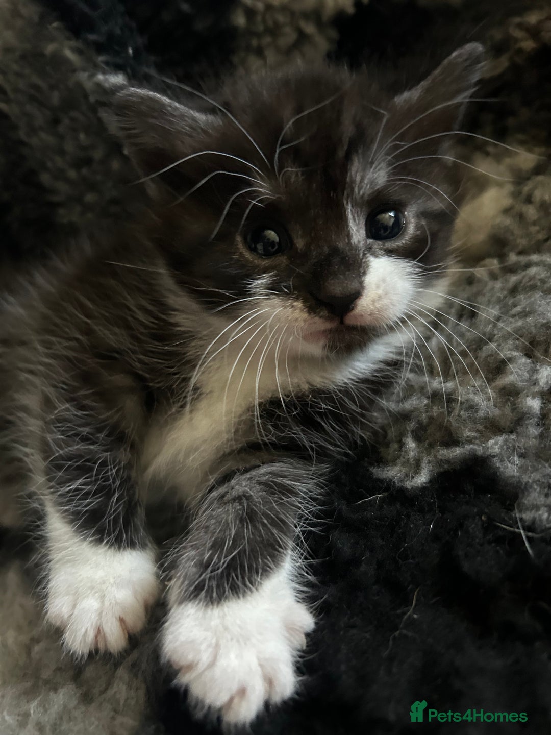 Mixed Breed cats for sale: 3 beautiful kittens for sale - Image 8