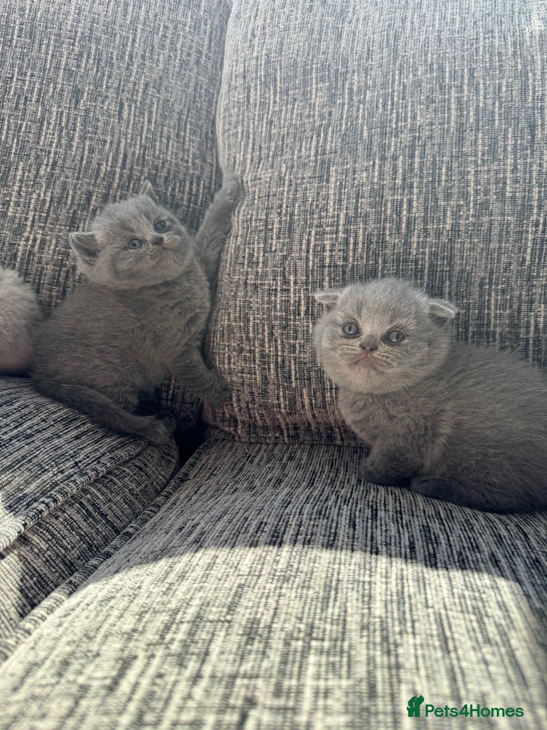Scottish Fold cats for sale: Beautiful TICA reg Scottish Fold/Straight Kittens  - Image 12