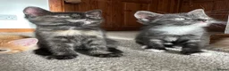 Mixed Breed cats for sale: Two beautiful boys - Advert 8