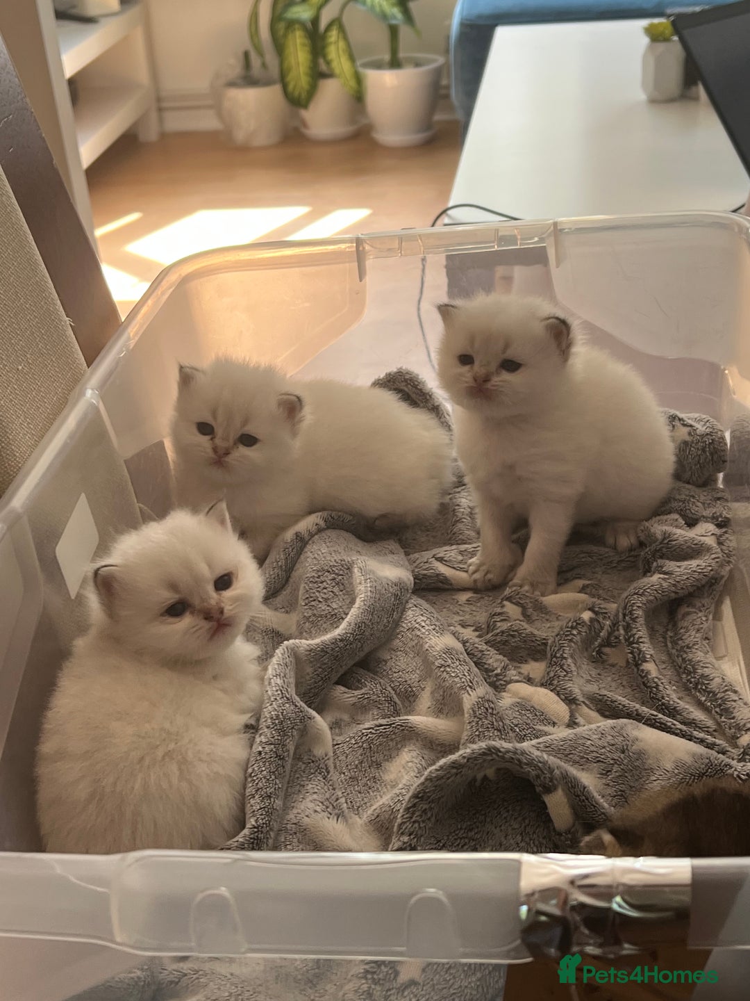 British Longhair cats for sale: Top qualityBritish longhaired kitten white&golden  - Image 8