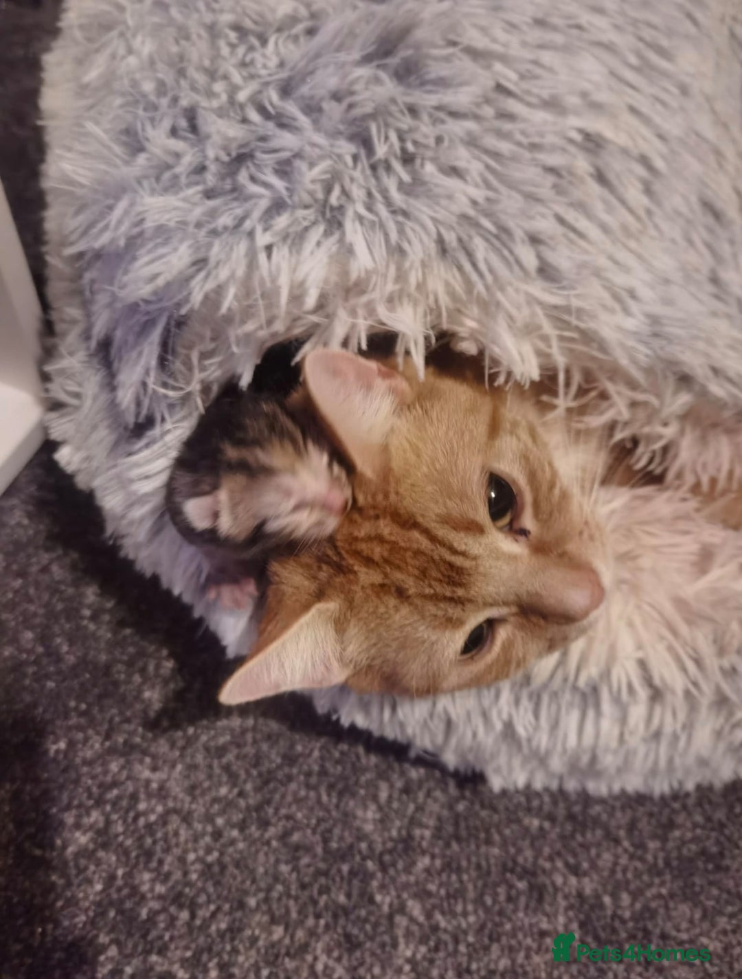 Mixed Breed cats for sale: Gorgeous Ginger and Tabby kitten - Advert 2