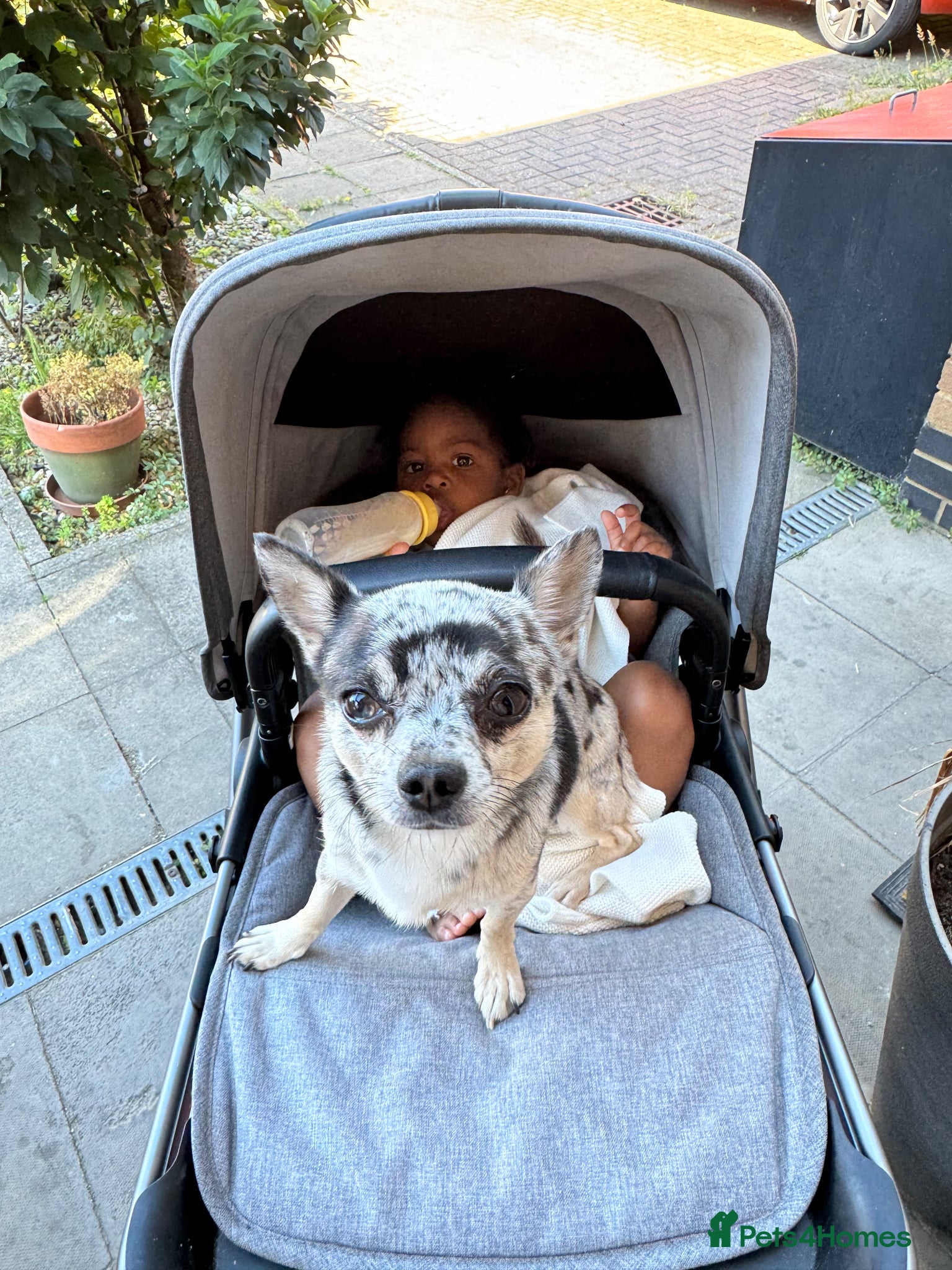 Chihuahua dogs Proven Chihuahua Stud – Simba (Experienced) - Advert 1