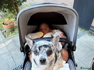 Chihuahua dogs Proven Chihuahua Stud – Simba (Experienced) - Advert 1