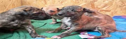 Greyhound dogs for sale: Hungarian Greyhound Pups - Advert 15