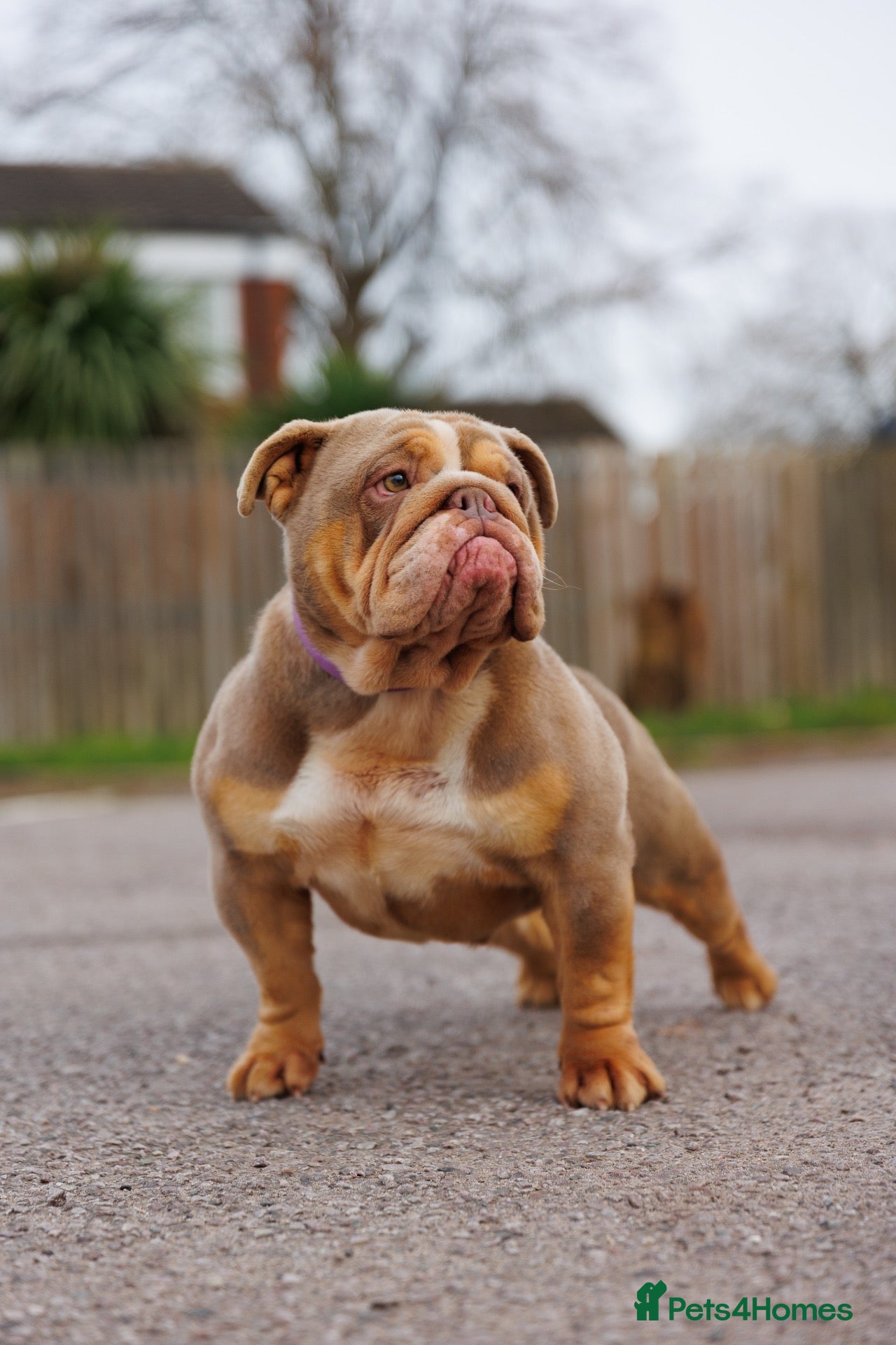 English Bulldog dogs ENGLISH BULLDOG FEMALE ADULT - Advert 2