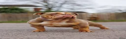 English Bulldog dogs for sale: ENGLISH BULLDOG FEMALE ADULT - Advert 1