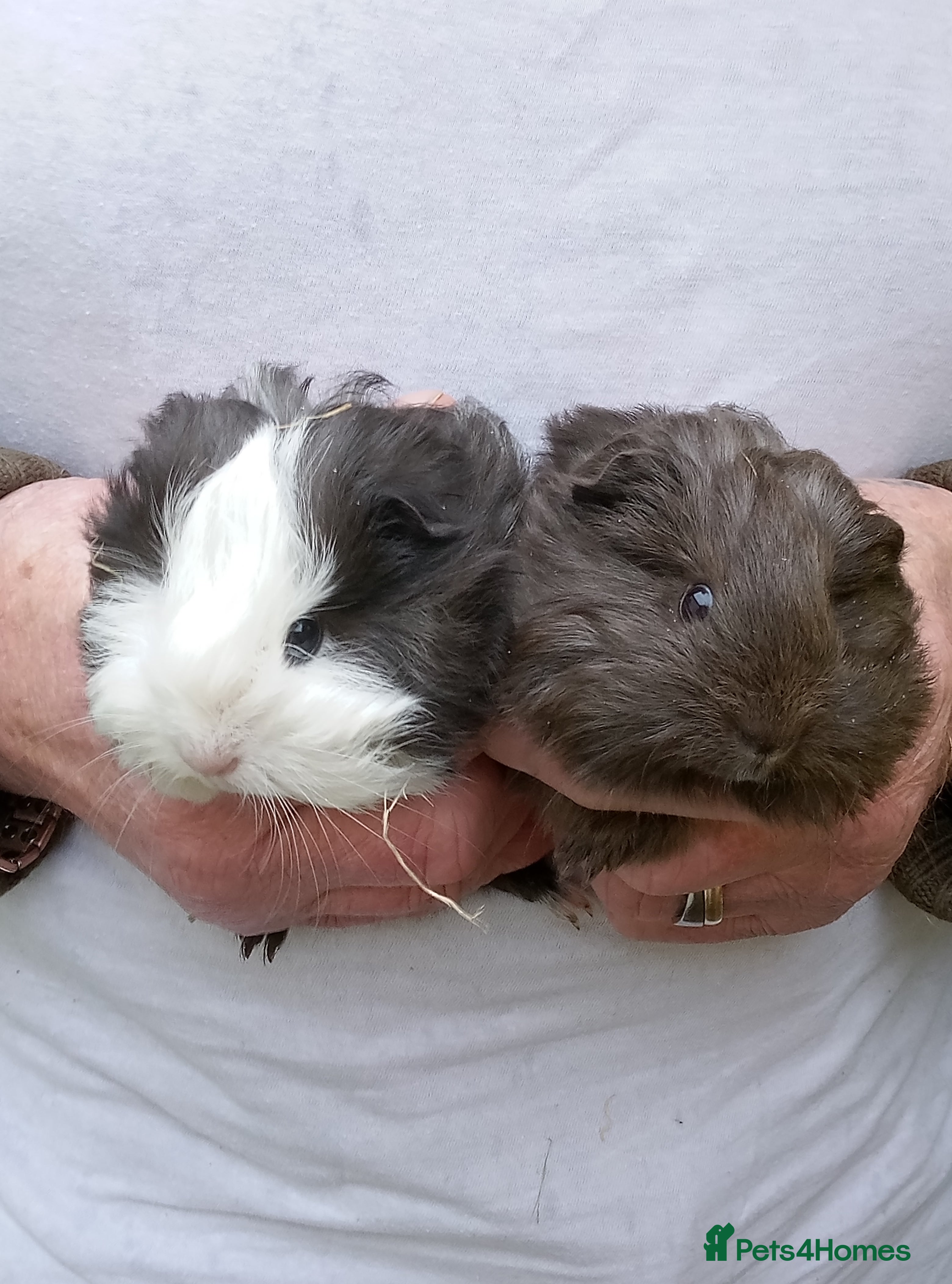 Guinea Pig rodents Long coated Sheltie baby 3 boy 1 girl. ready now - Advert 14