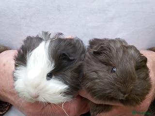 Guinea Pig rodents Long coated Sheltie baby 3 boy 1 girl. ready now - Advert 15