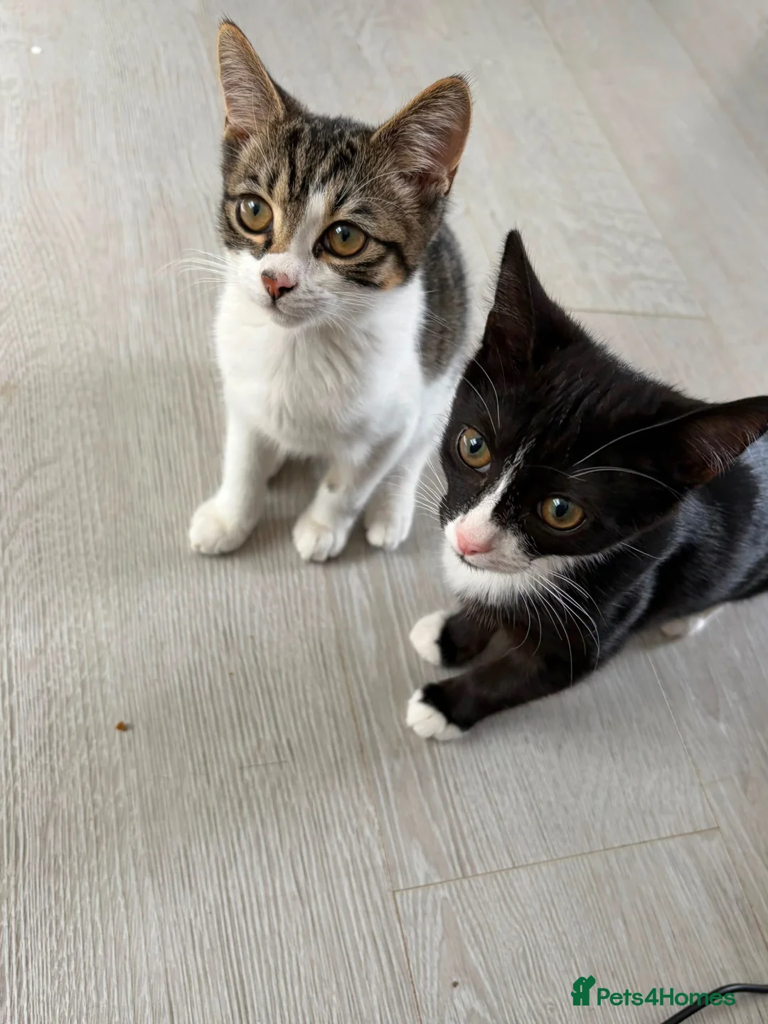 Mixed Breed cats for sale: 2 cats for sale  in Sheffield - Advert 1