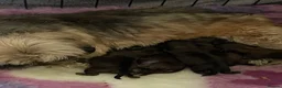 Shih Tzu dogs for sale: Shih Tzu Puppies - Advert 2