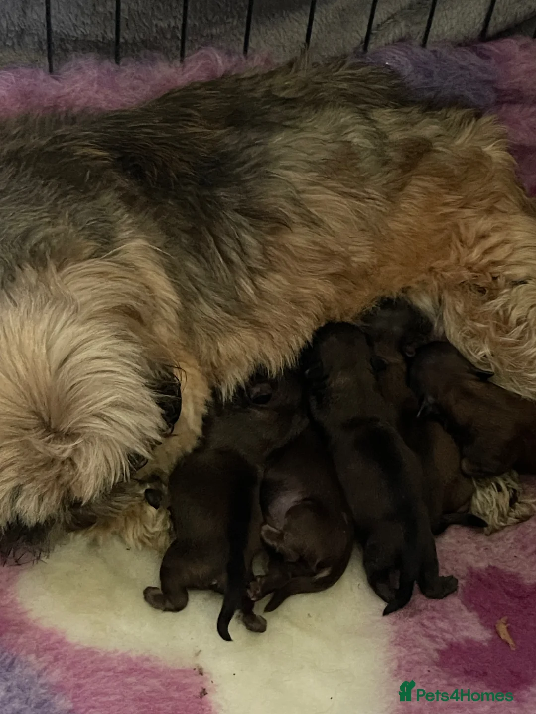 Shih Tzu dogs for sale: Shih Tzu Puppies - Advert 2