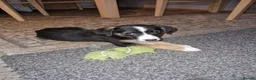 Mixed Breed dogs for sale: Collie x puppies in Redruth - Advert 6