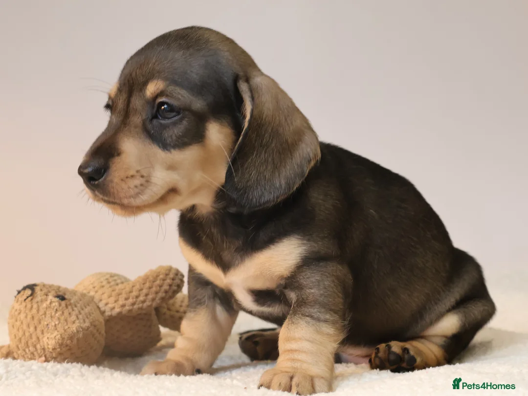Miniature Dachshund dogs for sale: 5*Licensed+KC+PRAclear+VETchecked+Chocolate&Cream - Advert 19