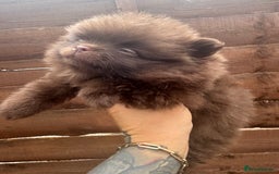 Pomeranian dogs for sale: Teddy bear amazing puppy 🥰 - Image 7