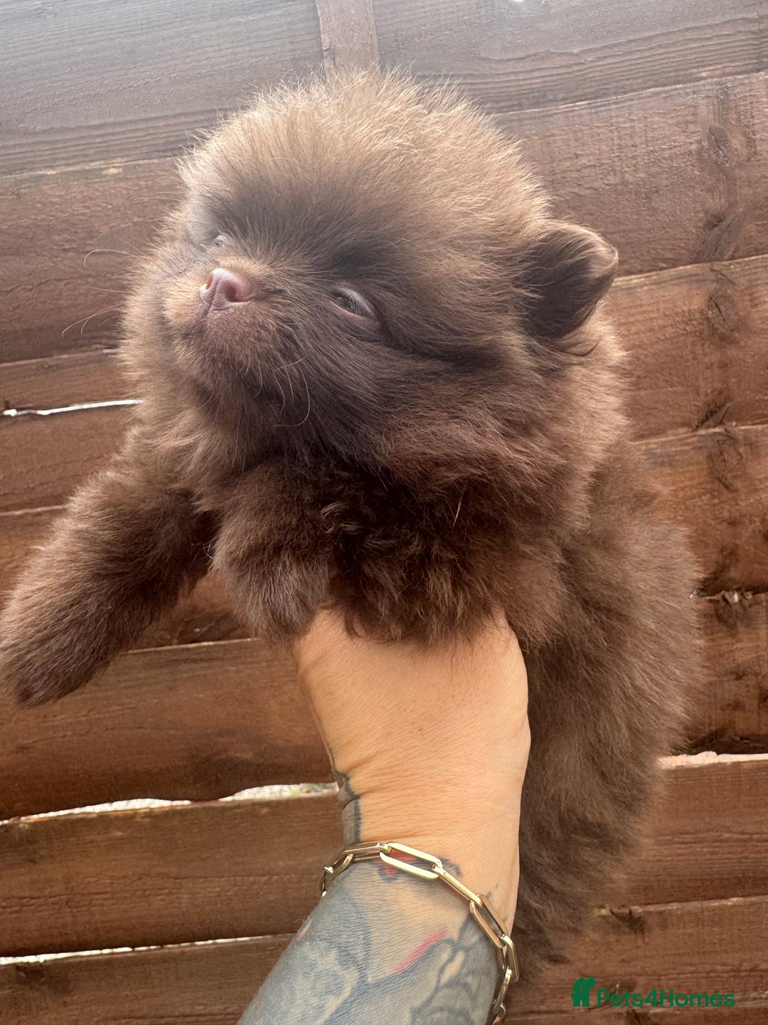 Pomeranian dogs for sale: Teddy bear amazing puppy 🥰 - Image 7