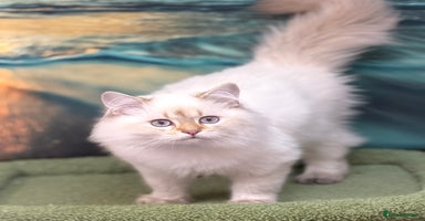 British Shorthair cats - Advert 16