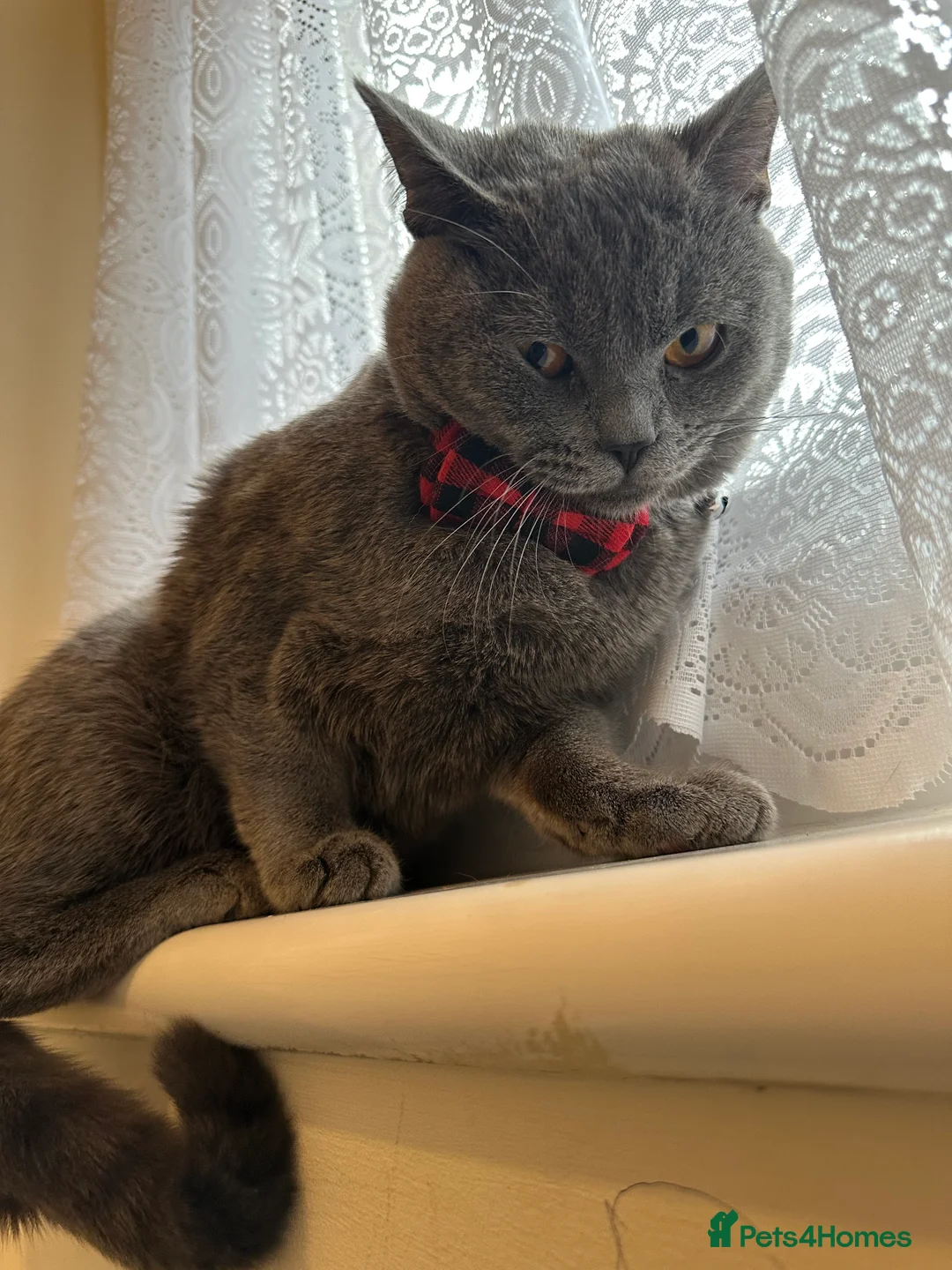 British Shorthair cats for sale: Kitten pure British short hair - Advert 2