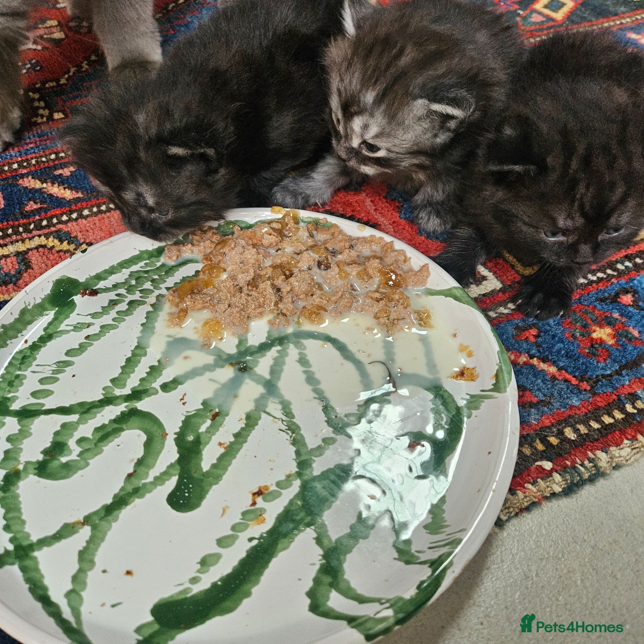 Persian cats for sale: Persian x kittens in Crewkerne - Advert 5