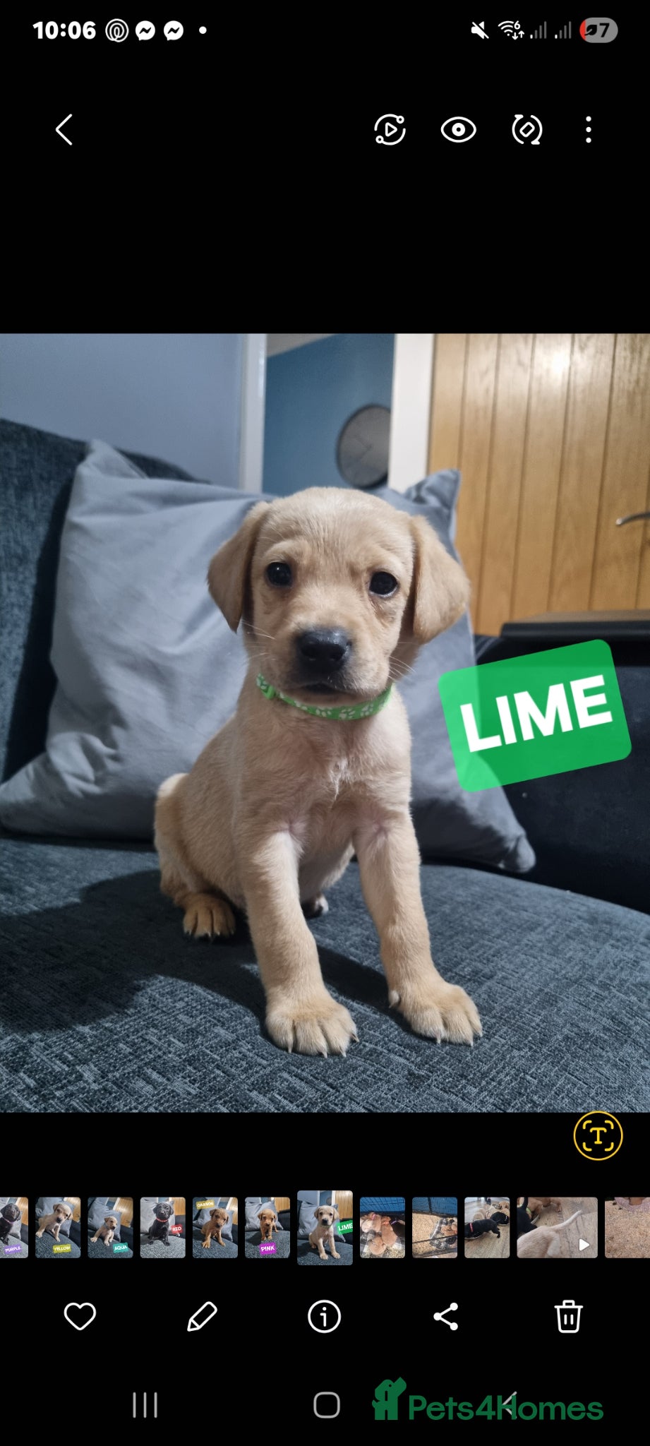 Labrador Retriever dogs ⭐️*LABRADOR PUPS FOR SALE! X8 LEFT!*⭐️ RTG 18/04 - Advert 2
