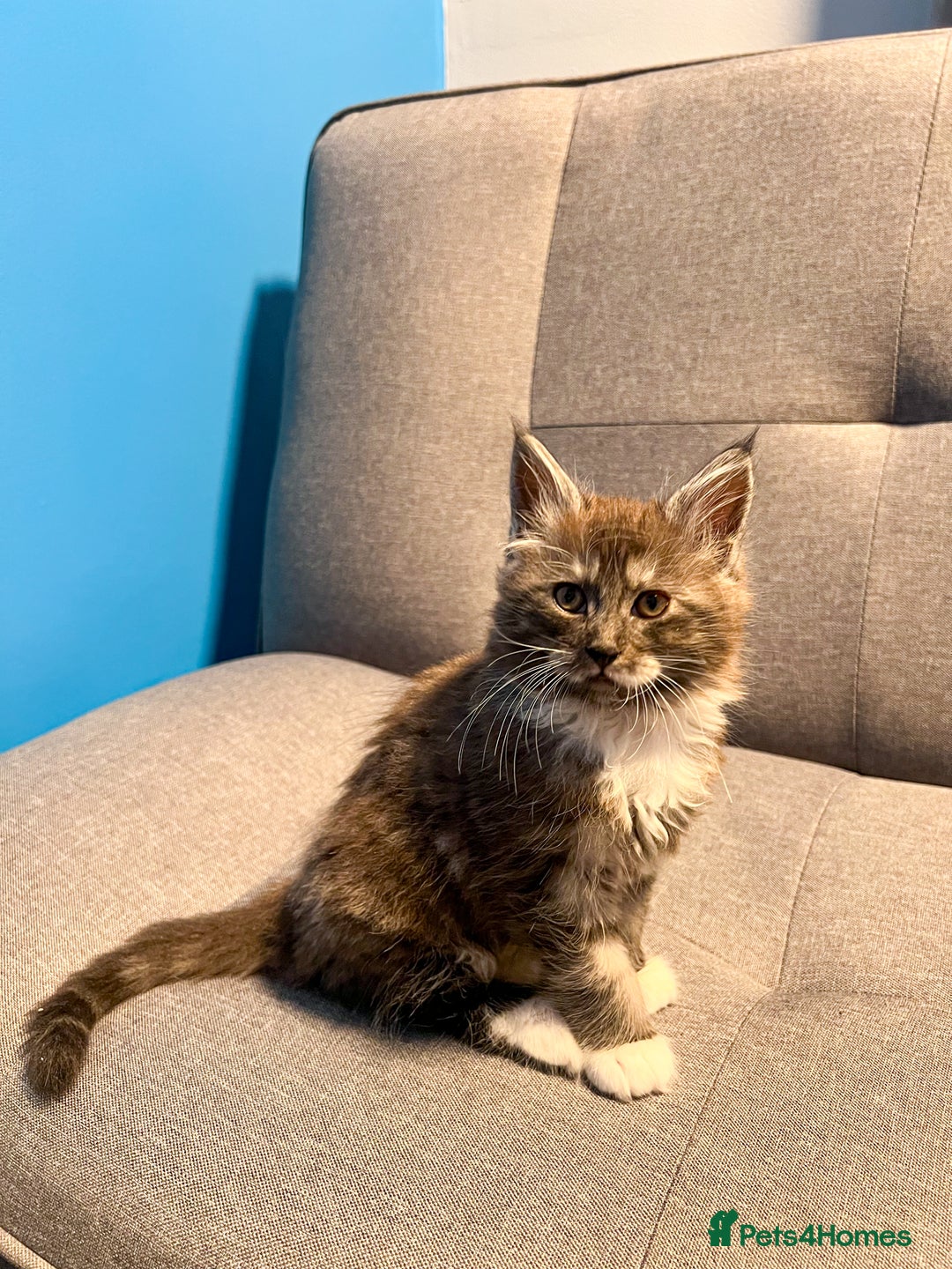Maine Coon cats for sale: Maine Coon-X Kittens, Two Gorgeous Boys Ready - Advert 4