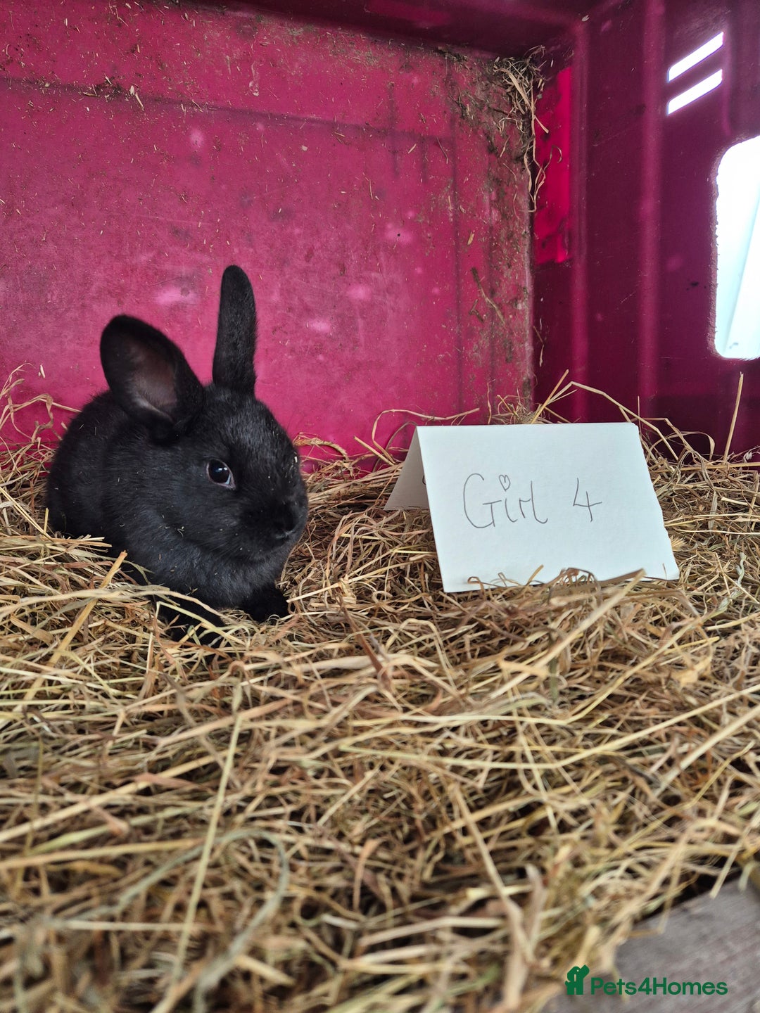Mini Lop rabbits for sale: Bunnies looking for new homes - Advert 12