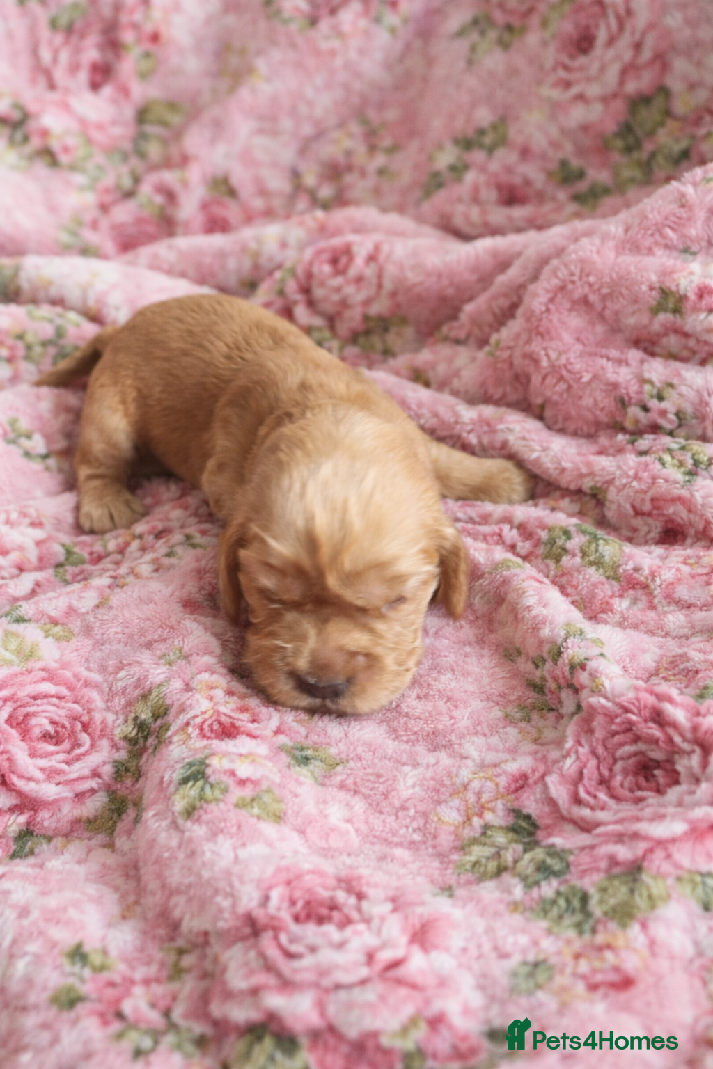 Cocker Spaniel dogs KC Reg Show Type Cocker Spaniel puppies - Advert 2