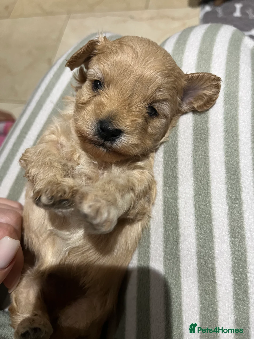 Maltipoo dogs for sale: Pure Maltipoo Puppies   - Advert 9