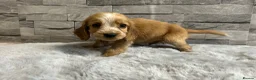 Cocker Spaniel dogs for sale: Show cocker spaniel puppies  - Advert 15