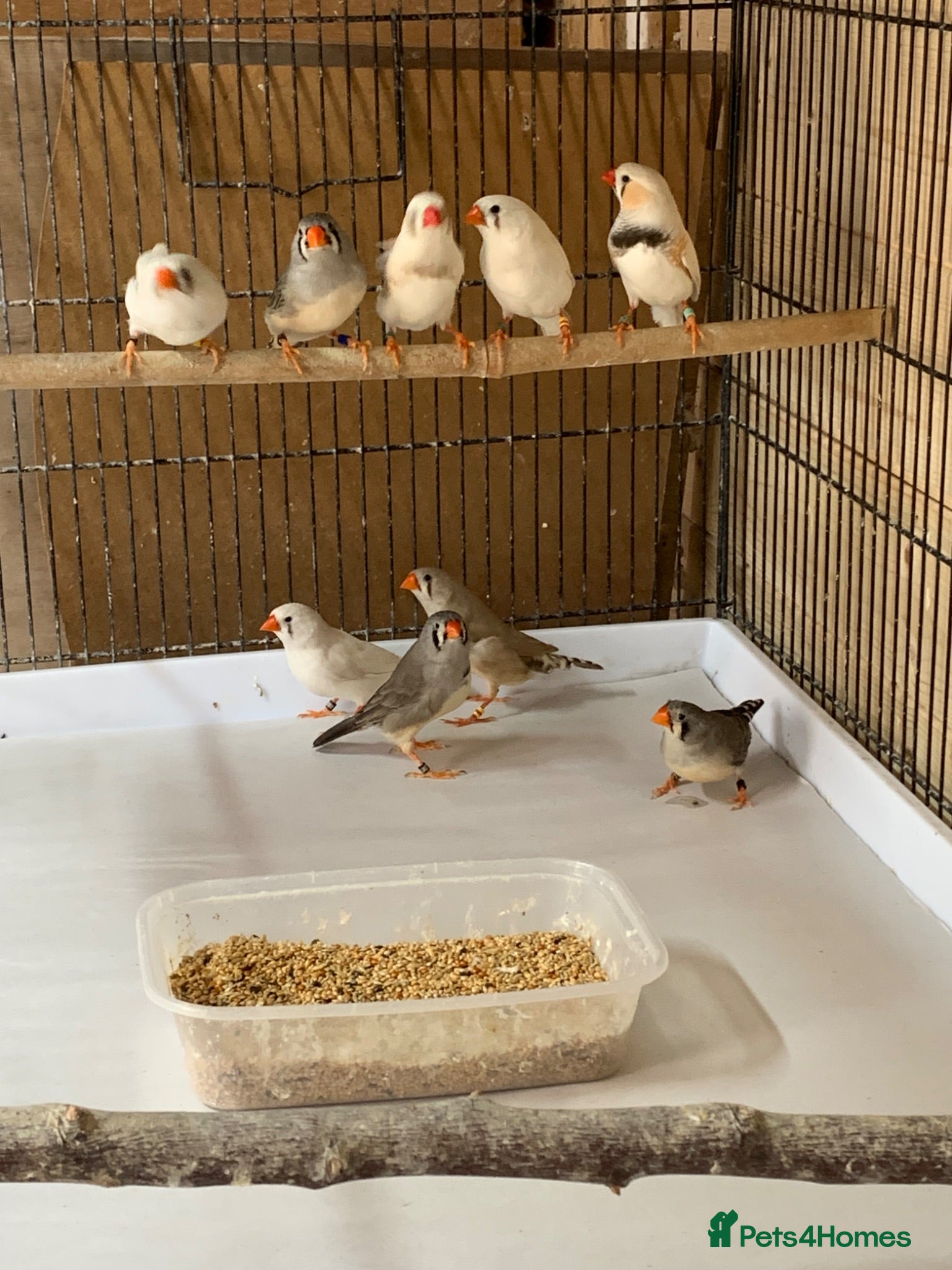 Finches birds Zebra finches , please read ad - Advert 4