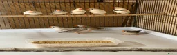 Finches birds for sale: Zebra finches , please read ad in Cambridge - Advert 1