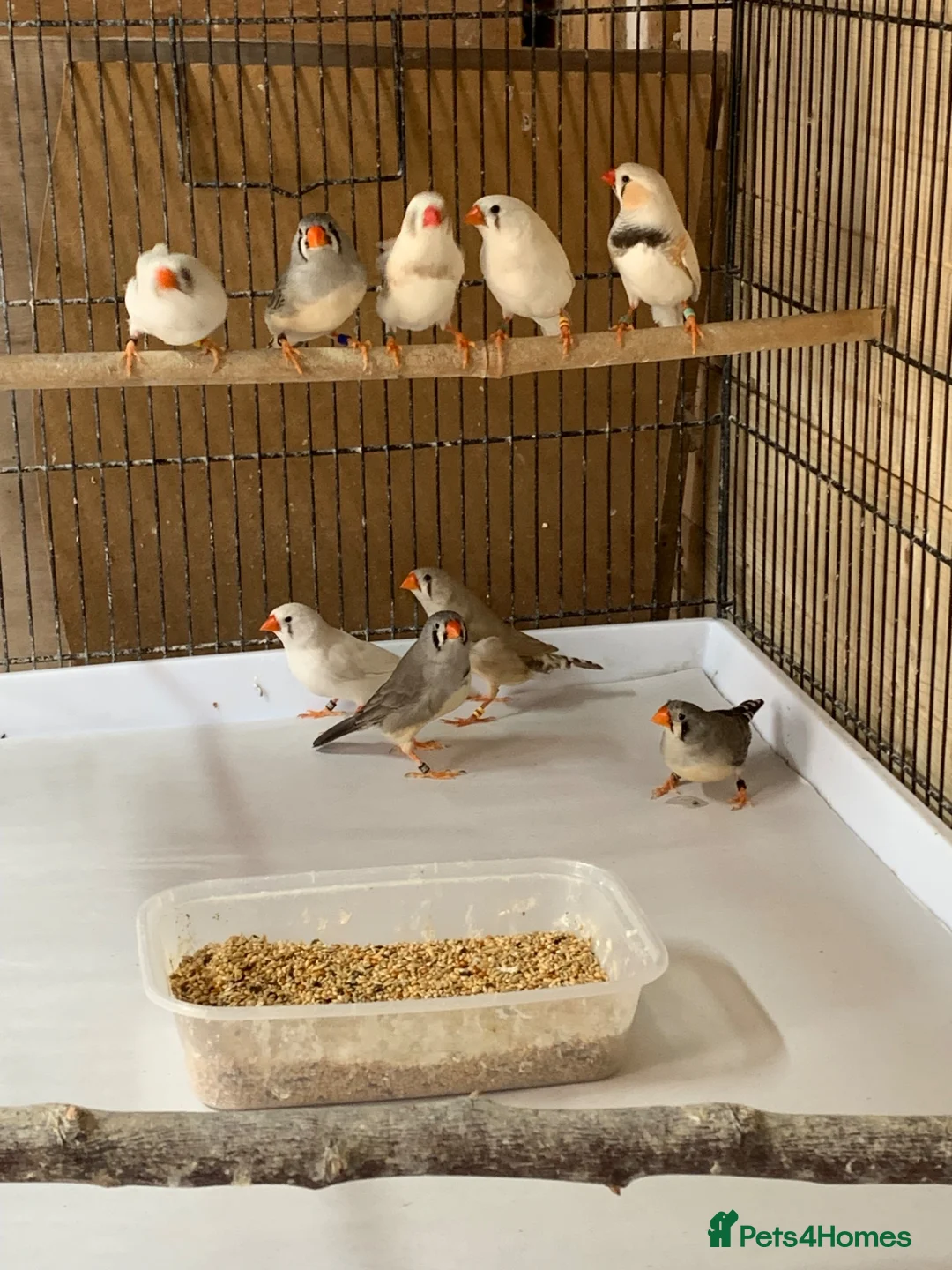 Finches birds for sale: Zebra finches , please read ad in Cambridge - Advert 1