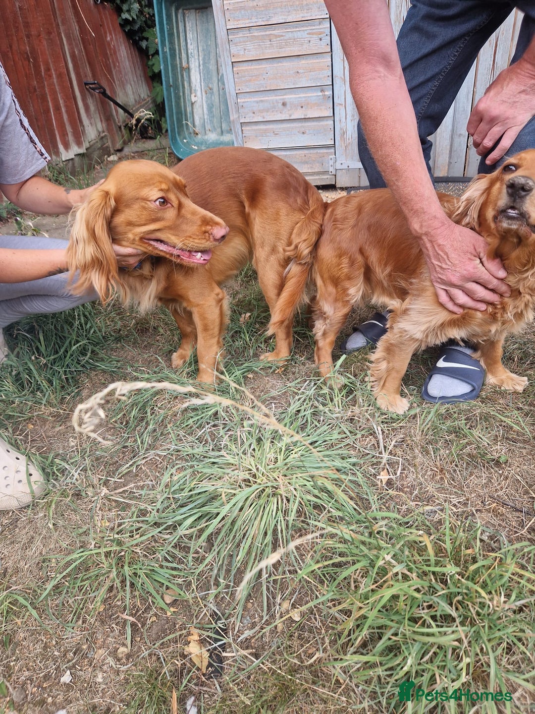 Cocker Spaniel dogs for stud: Red working cocker spaniel (champion bloodline)  - Advert 7