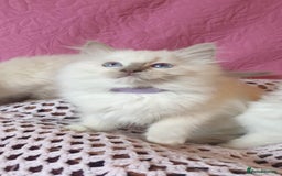 Ragdoll cats for sale: 💖Beautiful GCCF Registered Ragdoll Kittens. - Image 21