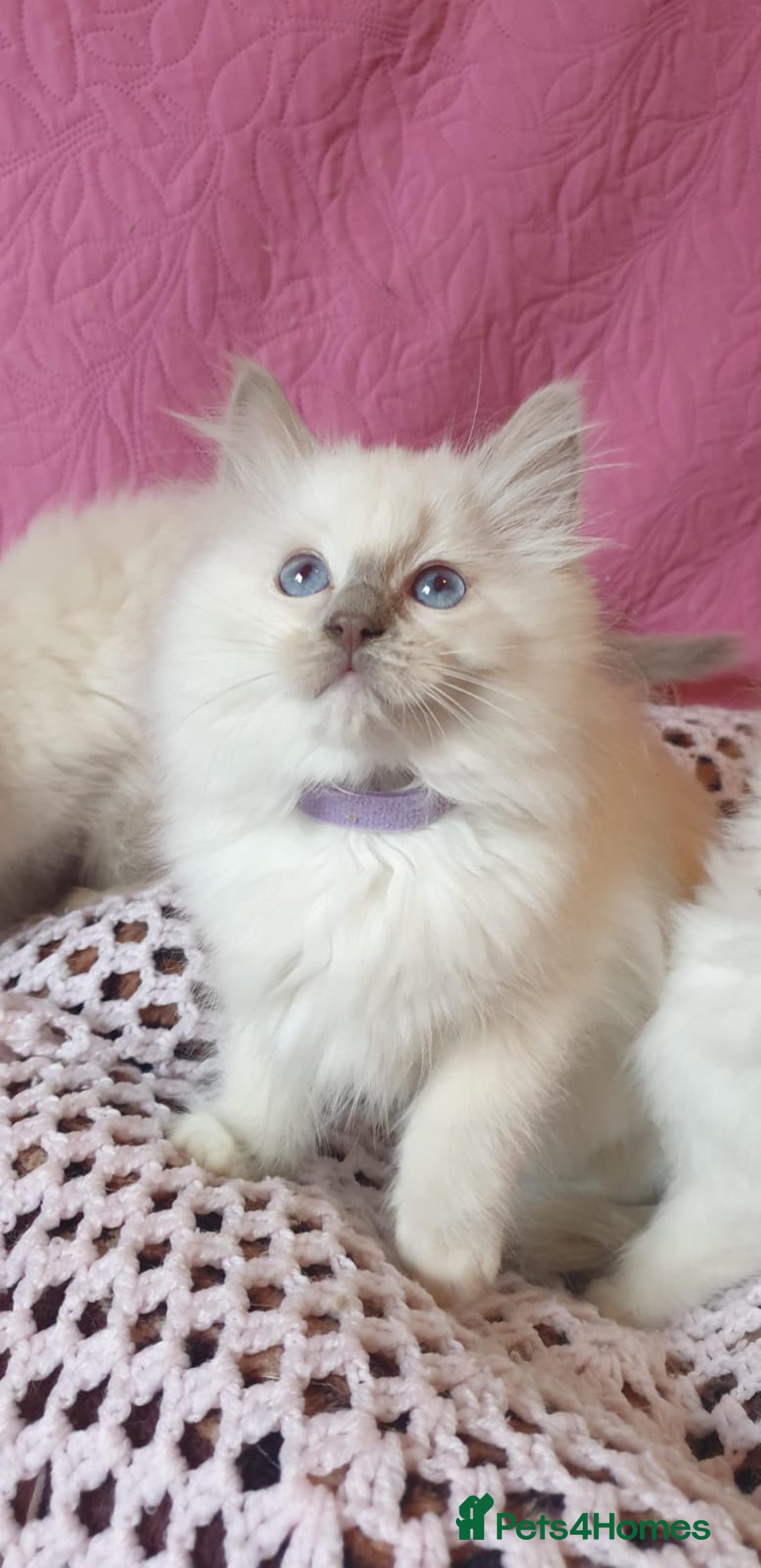 Ragdoll cats for sale: 💖Beautiful GCCF Registered Ragdoll Kittens. - Image 21