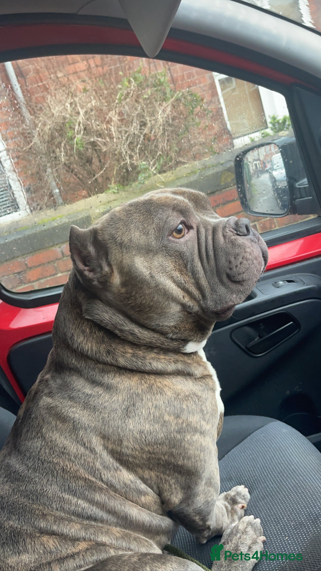 American Bully dogs for stud: Pocket bully stud 6x Dali  - Advert 4