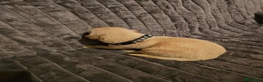 Golden Retriever 3