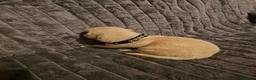 Golden Retriever dogs for sale: Golden Retriever puppys in Harrow London  - Advert 21